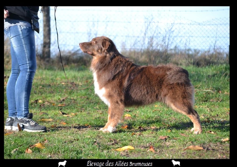 Little teddy bear Des Allées Brumeuses