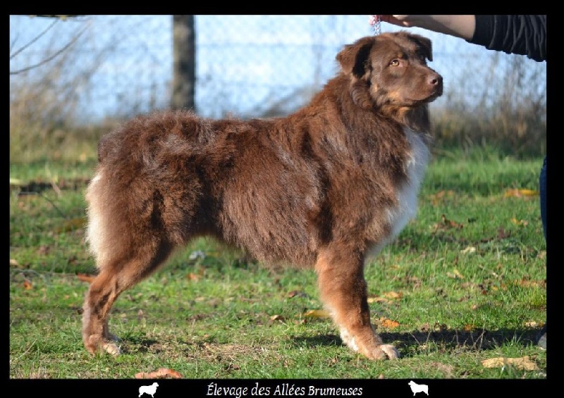 Little teddy bear Des Allées Brumeuses