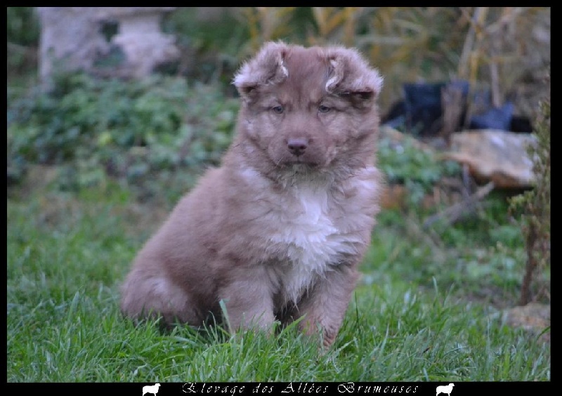 Little teddy bear Des Allées Brumeuses