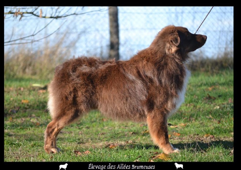 Little teddy bear Des Allées Brumeuses