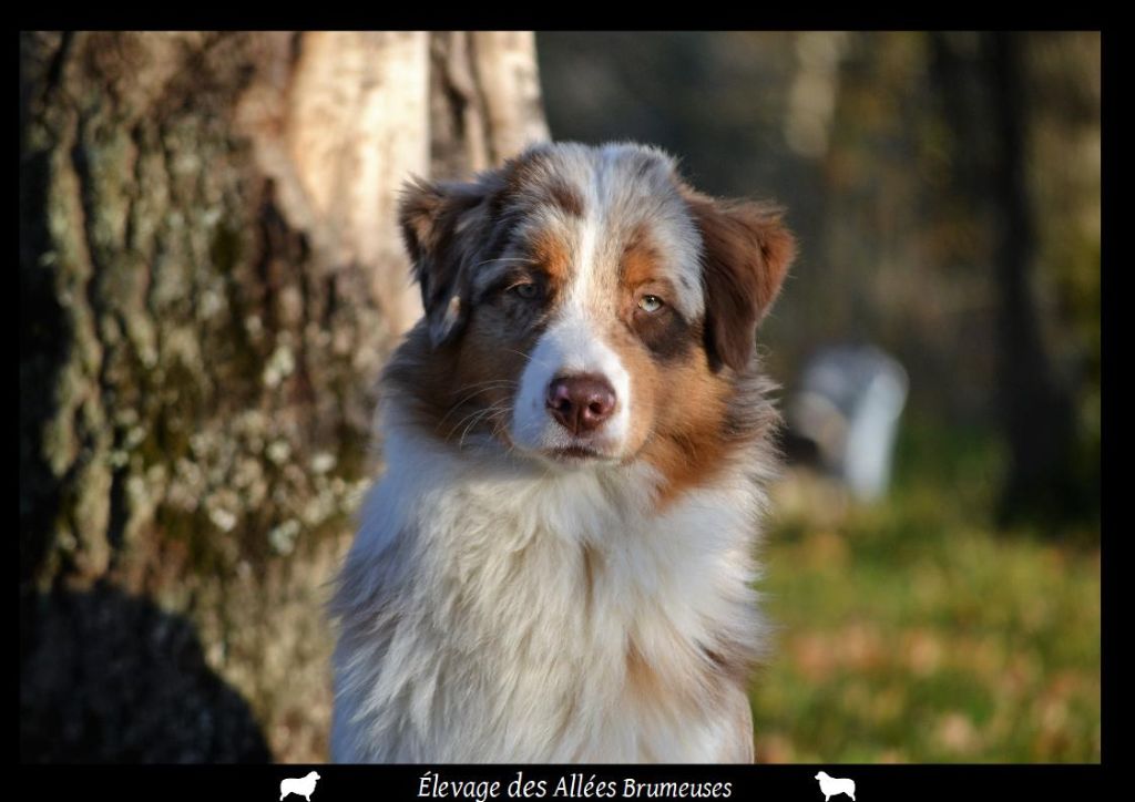 Professeur firenze Des Allées Brumeuses