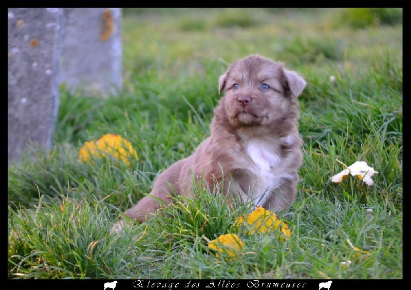 Little teddy bear Des Allées Brumeuses