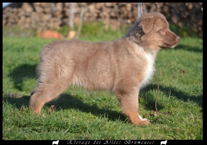 Little teddy bear Des Allées Brumeuses