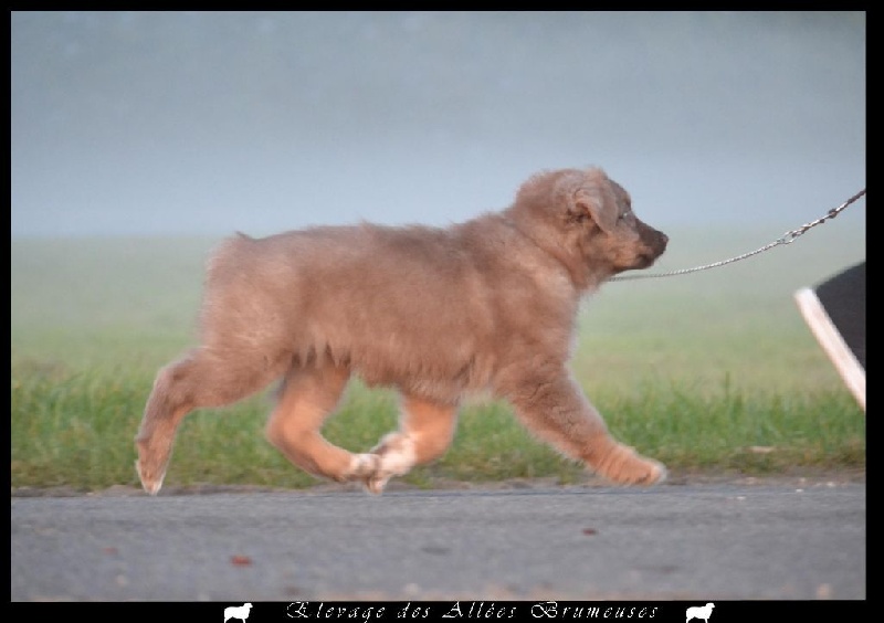 Little teddy bear Des Allées Brumeuses