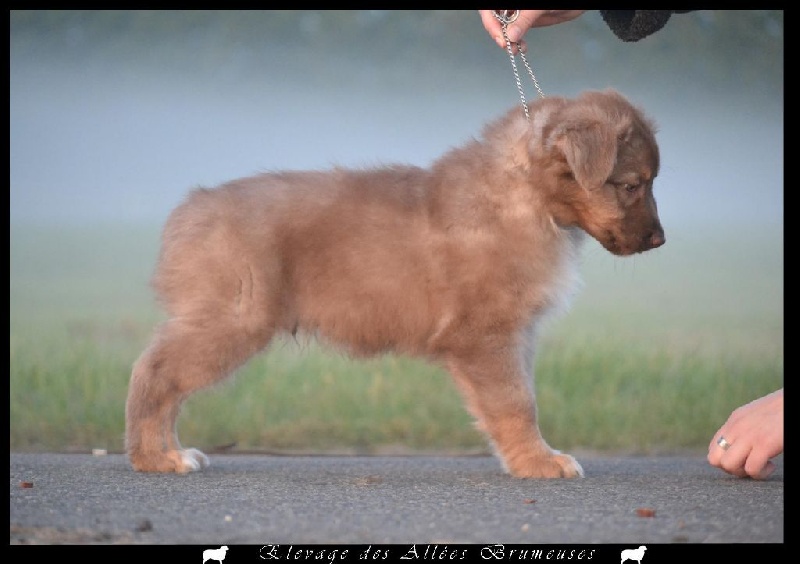 Little teddy bear Des Allées Brumeuses