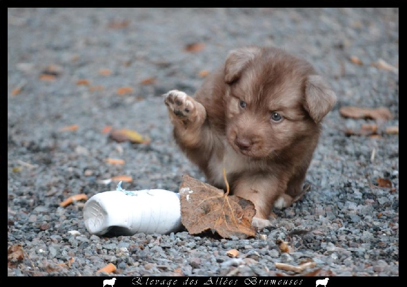 Little teddy bear Des Allées Brumeuses