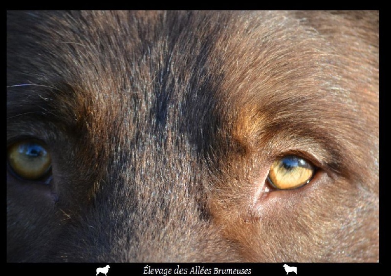 Little teddy bear Des Allées Brumeuses