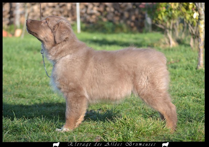 Little teddy bear Des Allées Brumeuses