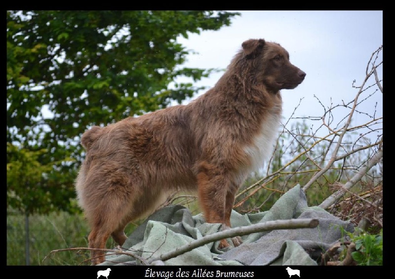 Little teddy bear Des Allées Brumeuses