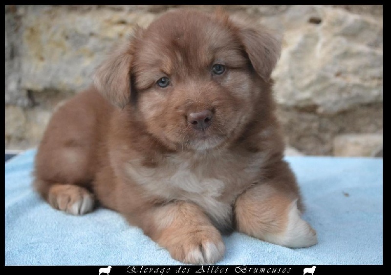 Little teddy bear Des Allées Brumeuses