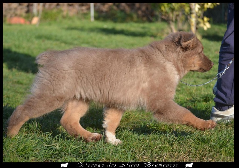 Little teddy bear Des Allées Brumeuses