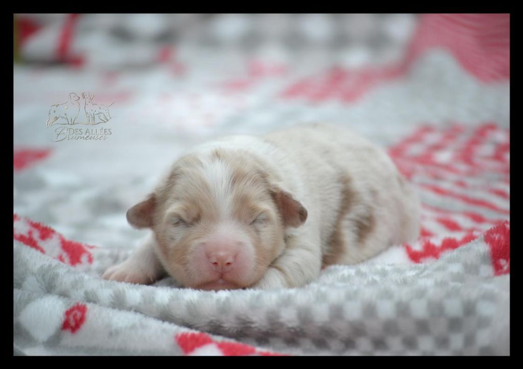 chiot Berger Australien Des Allées Brumeuses