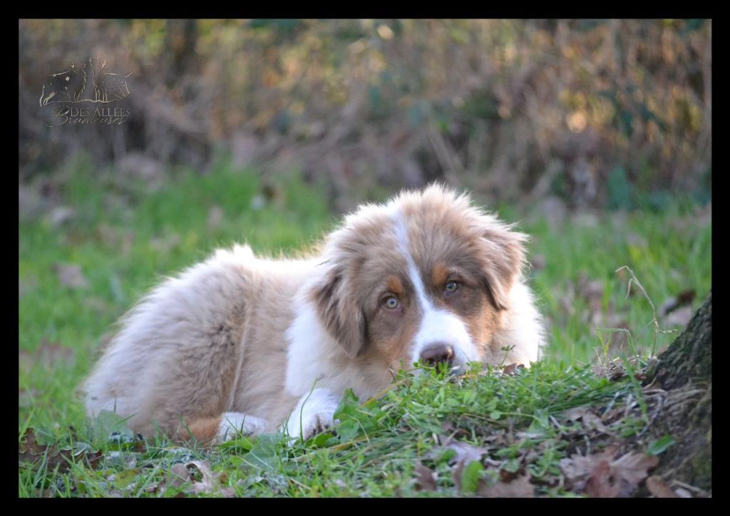 chiot Berger Australien Des Allées Brumeuses