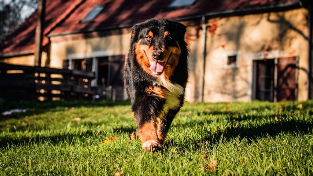 Melody heart Des Allées Brumeuses